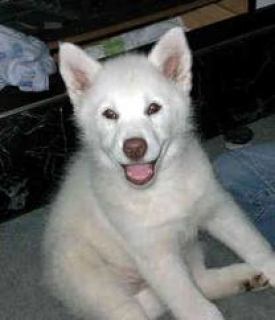 Free healthy and charming Siberian Husky puppies text 512 910-5490