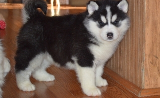 Akc Potty Trained Siberian Husky Puppies-803 764-8672