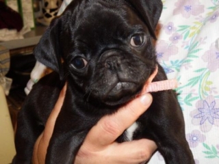 American Low Sze Pug Puppies Available 