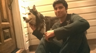 Full Siberian Husky For Sale 