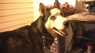 Full Siberian Husky For Sale 