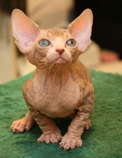 Male And Female Sphinx Kittens For Sale