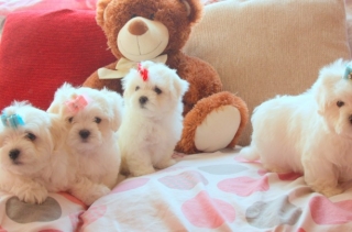 Small Type Maltese Puppies For Sale