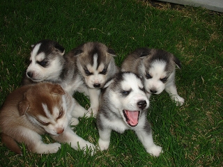 AKC Registered Blue Eyes Siberian Husky Puppies For Sale  