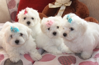 Small Type Maltese Puppies For Sale