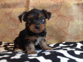 Teacup yorkie puppies for X Mas present