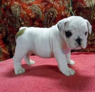 English Bulldog Puppies For Sale/adoption