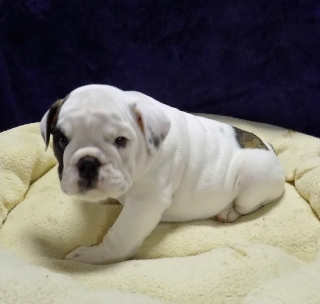 English Bulldog Puppies For Sale/adoption