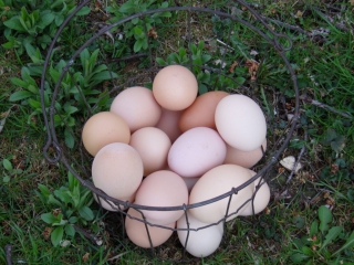 Parrot And Parrot Eggs For Sale