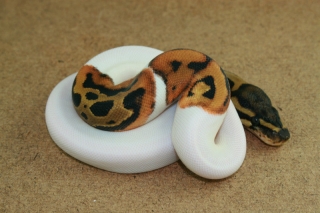 Awesome Piebald and Albino Ball pythons Ready for adoptions