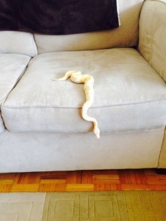 Awesome Piebald And Albino Ball Pythons Ready For Adoptions