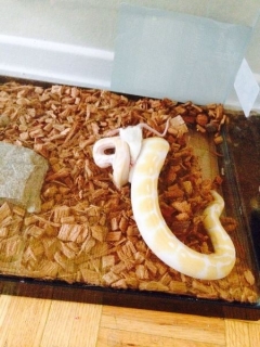 Awesome Piebald And Albino Ball Pythons Ready For Adoptions