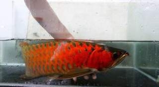 Special Asian Arowana Fish