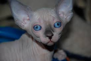 Awesome Sphynx Kittens Ready Now