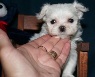 AKC Male Maltese puppies for rehoming