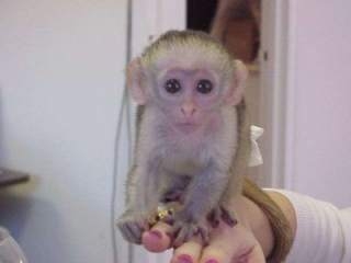 Home Trained Baby Face Capuchin For Sale 