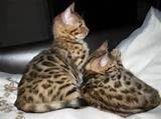 Gorgeous Bengal Kittens Available Now! 443 732-5890
