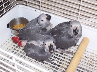 African Grey Cameroon , African Grey Congo