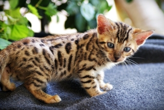 PM Cute  Bengal Kittens With Good Markings