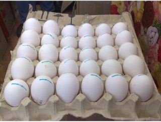 100%  SPECIES OF ALL PARROTS BIRDS AND FRESH LAID FERTILE EGGS FOR SALE
