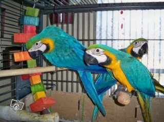 Tamed Blue and Gold macaw parrots