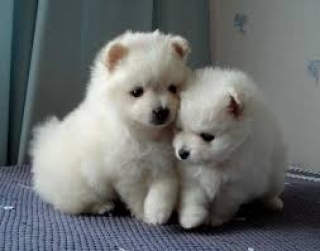 Gorgeous T-cup Pom pups for Re-homing
