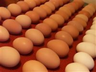 Chicken Broiler Hatching eggs Cobb 500/Ross 308 Grade A for sale