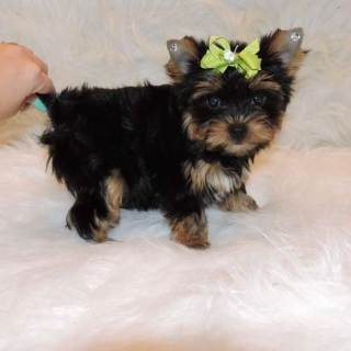 Quality Teacup yorkie pups text 240 257-2129