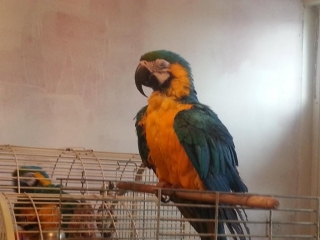 Blue And Gold  Macaw Hand Raised