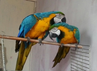 Blue And Gold Macaw