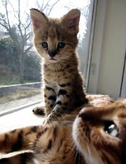 2 African Serval and Savannah kittens for sale .
