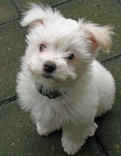 Adorable And Very Cuddly Maltese Puppies