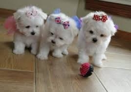 teacup maltese puppies call or text 443 294-2870