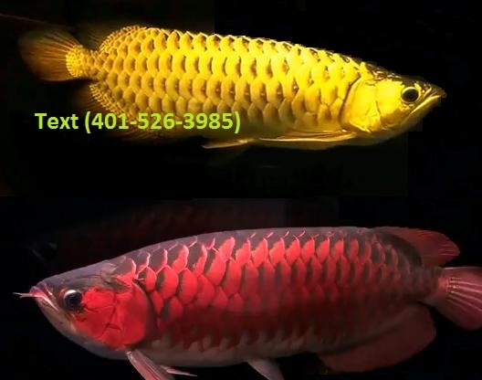 Premium Quality 24 K GoldenChili Red  Super Red  Asian Red Arowanas For Sale