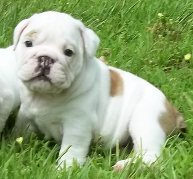 Outstanding English Bulldog puppies now available text via 443 304-8569