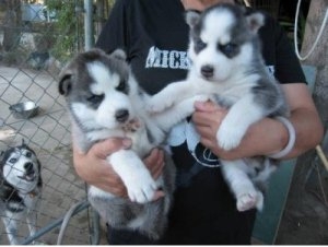 Male and Female Siberian husky puppies for adoption  Text : 225 935 8513