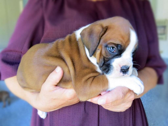 Find boxer puppies for sale on pets4you.com. 