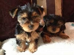  yorkshire terrier  puppies for sale