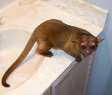 Kinkajou babies for sale ASAP . No health Issue contact me for more details