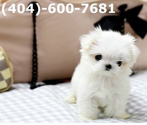 Healthy Teacup Maltese Puppies Now Available 404-600-7681