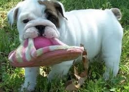 Beautiful Akc English Bulldog Puppies Up For Adoption With Re Homing 443 508-8204 
