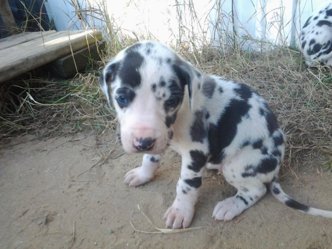 AKC Great Dane Puppies for good homes