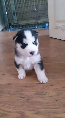  We have 5 stunning Siberian husky puppies.Ready now.