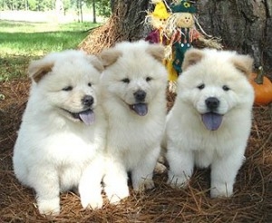 Beautiful Purebred Chow Chow Puppies