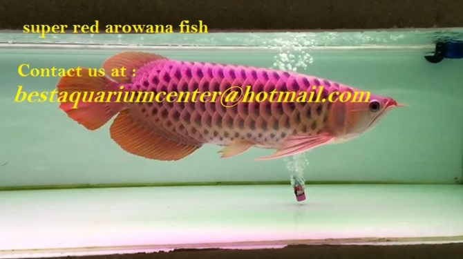 Asian Red Arowana Fish, Super Red Arowana Fishes  Within And Outside Usa  For Sale,  Bestaquariumcenter@hotmail.com  