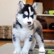 Quality Amazing  siberian husky Puppies  text me at 302 585-5627