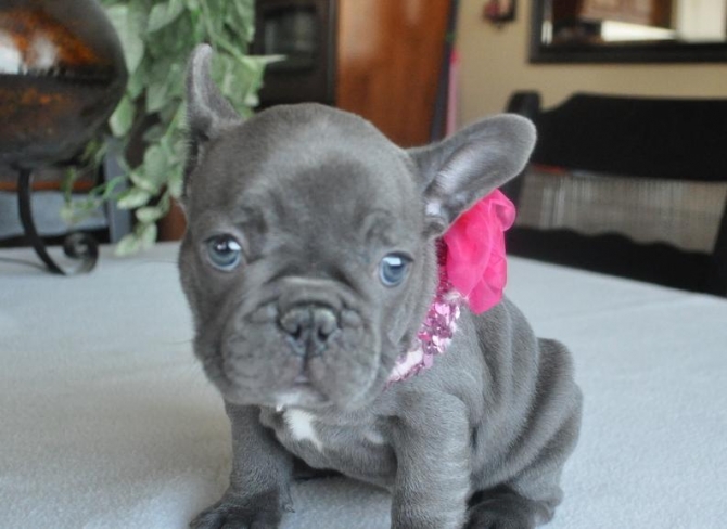 Stunning Blue French Bulldog Puppies Ready To Go Now