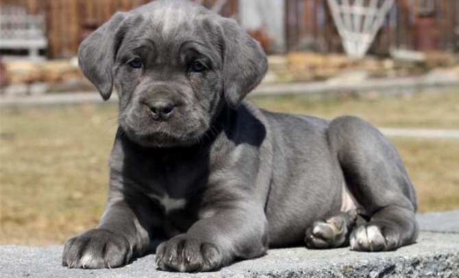 Cane Corso Puppies For Sale Male And Female