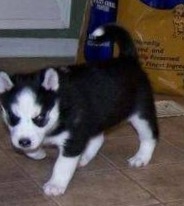 Looking for female husky pup