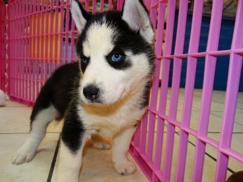 Loving sweet heart Siberian Husky puppies Text me @ 832 802-2396